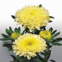 Matador Yellow